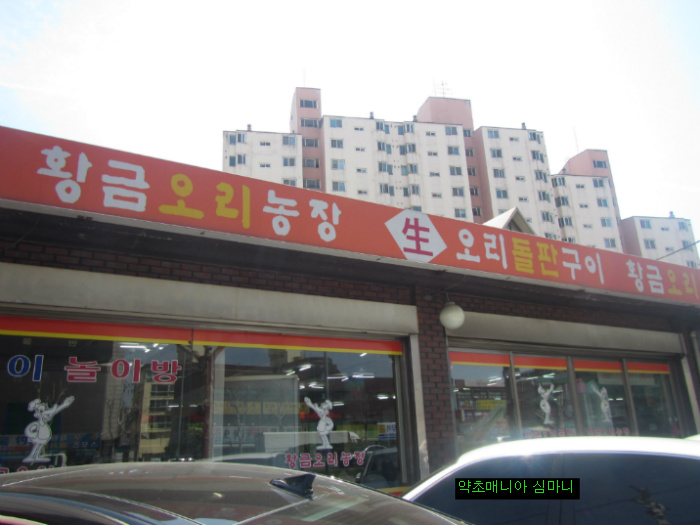황금오리 이미지