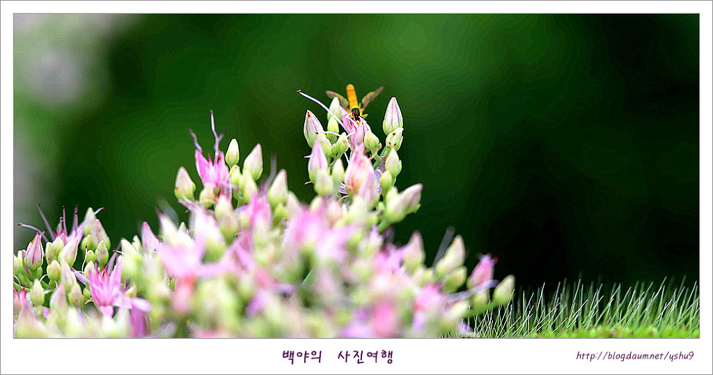 꿩의비름 이미지