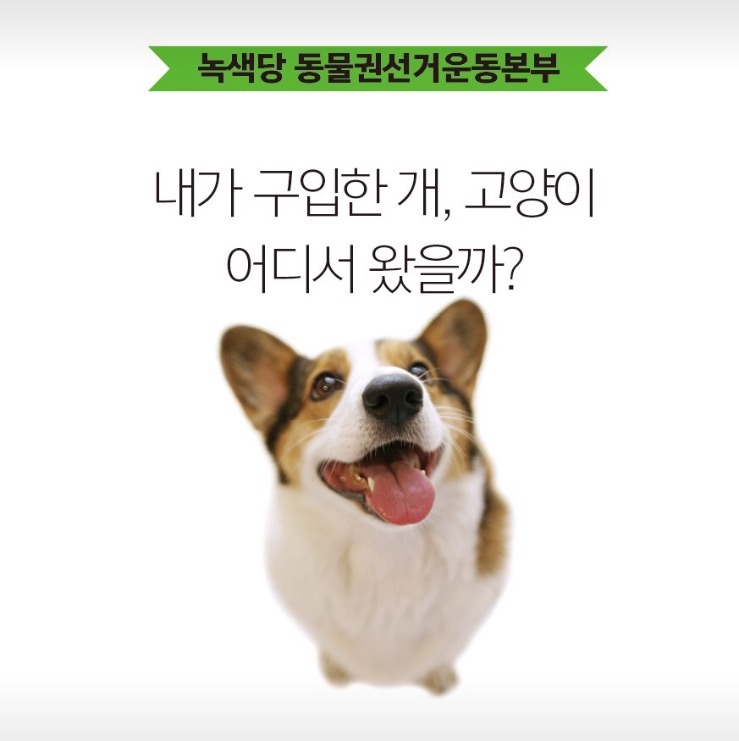 강아지 사지마세요 절대!!!!!!!!!!! (불쌍함주의) | 인스티즈