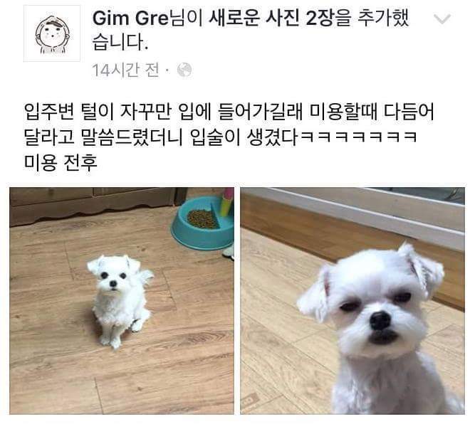 강아지 입주변털이 자꾸 입에 들어가 다듬어달라고 했더니... | 인스티즈