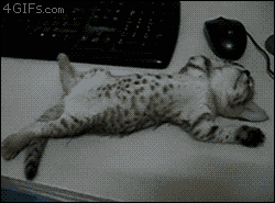 아깽이.gif | 인스티즈