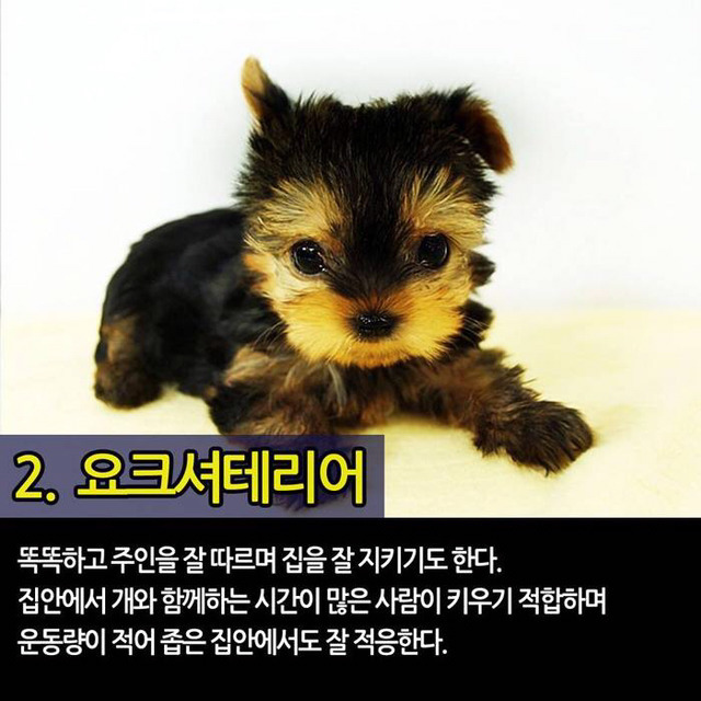 실내에서 키우기 좋은 반려견 TOP7 | 인스티즈