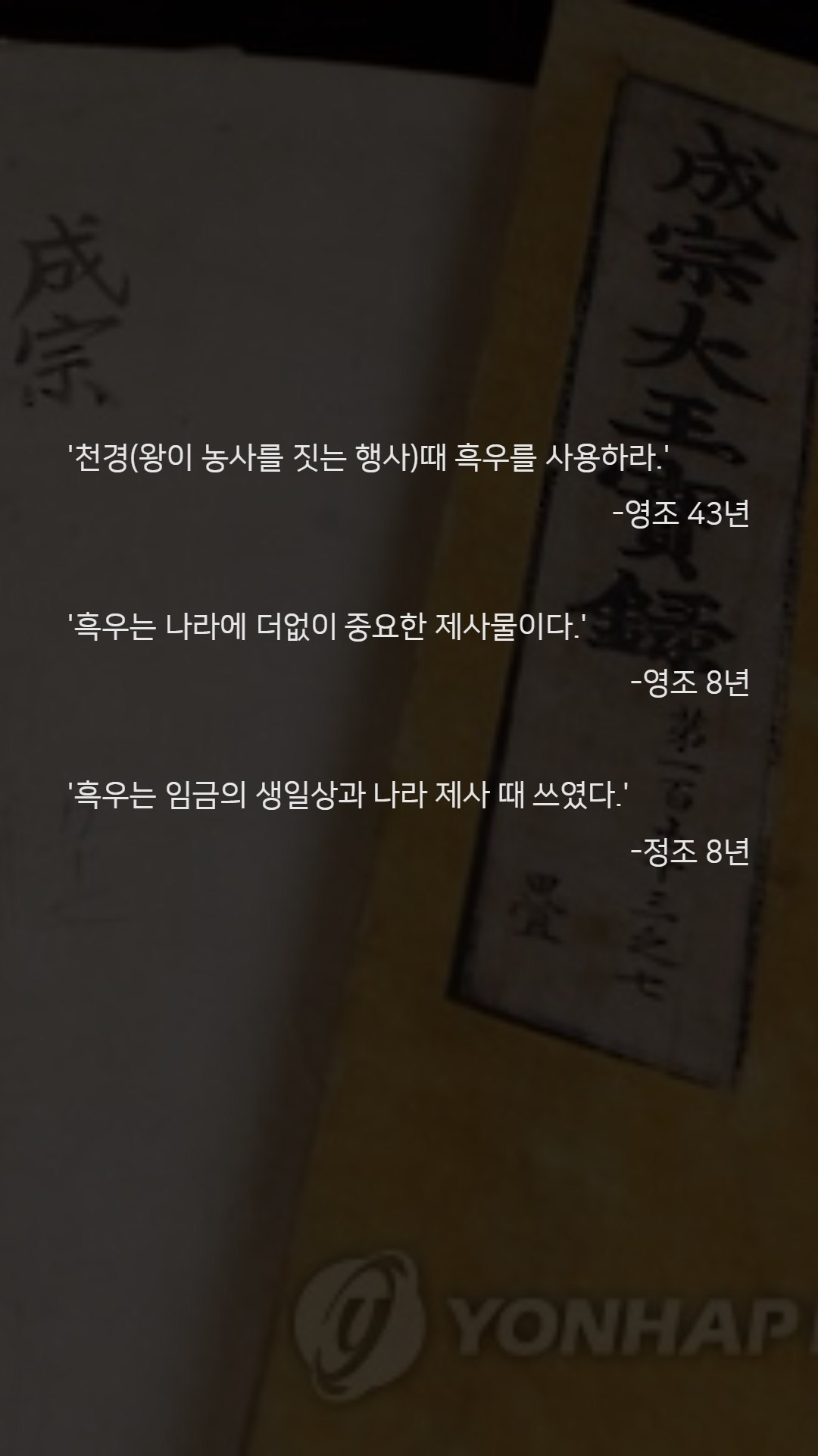 우리나라 한우는 왜 황색일까?jpg | 인스티즈