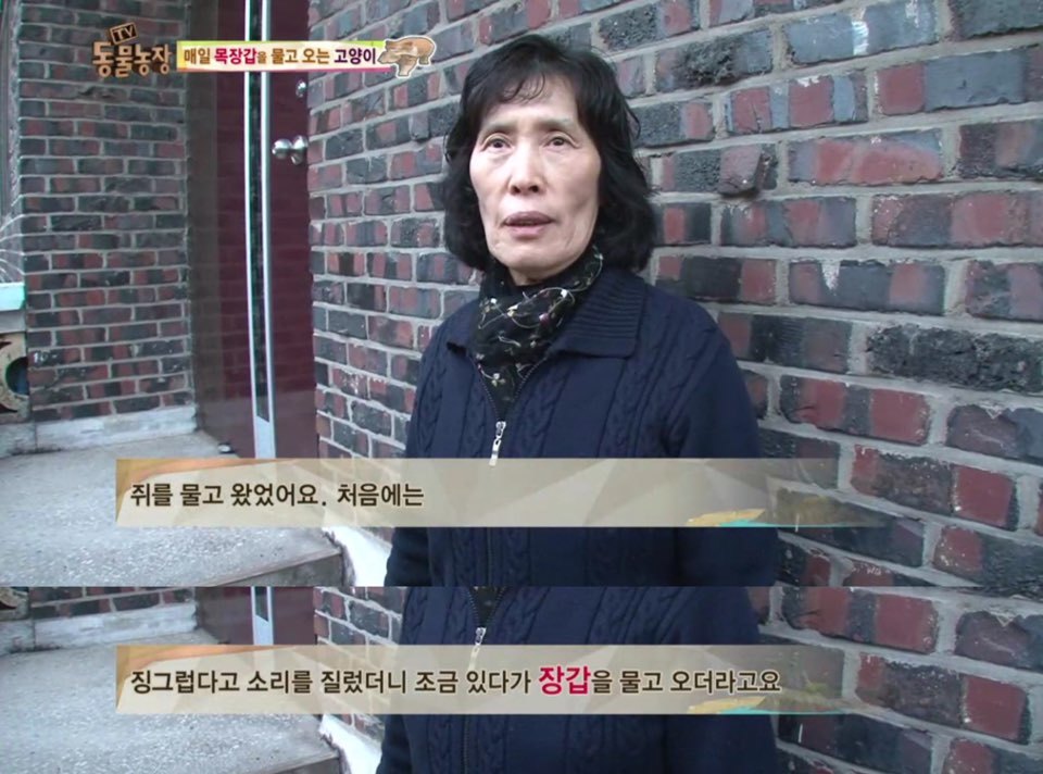 [동물농장] 매일 장갑 물어오는 고양이 (사랑스러움주의/스압주의) | 인스티즈