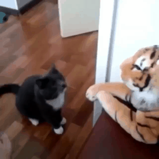 호랑이 공격하는 냥이 ㄷㄷ.gif | 인스티즈