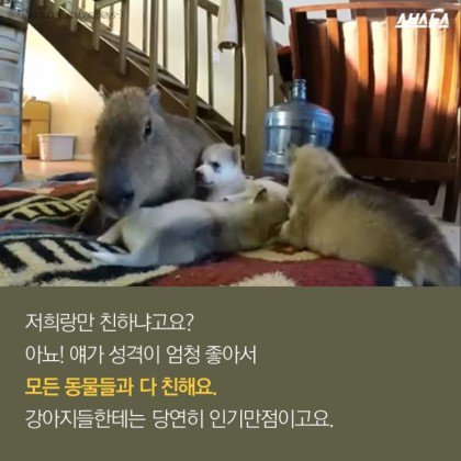동물들중에 제일 친화력 좋은 친구 '카피바라' | 인스티즈
