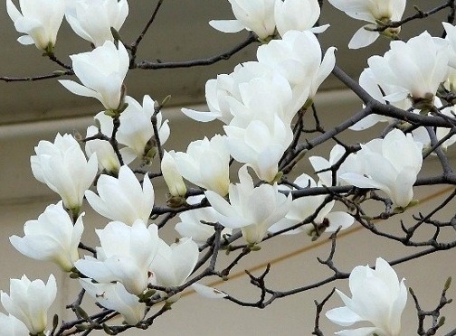 꽃필때 이미지