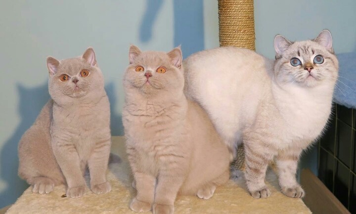 영국 토종고양이 | 인스티즈