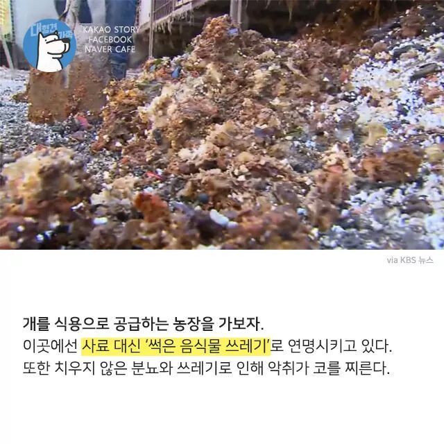 개고기를 먹지말아야 하는 설득력있는 이유 | 인스티즈