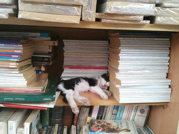 잠자는 고양이 | 인스티즈