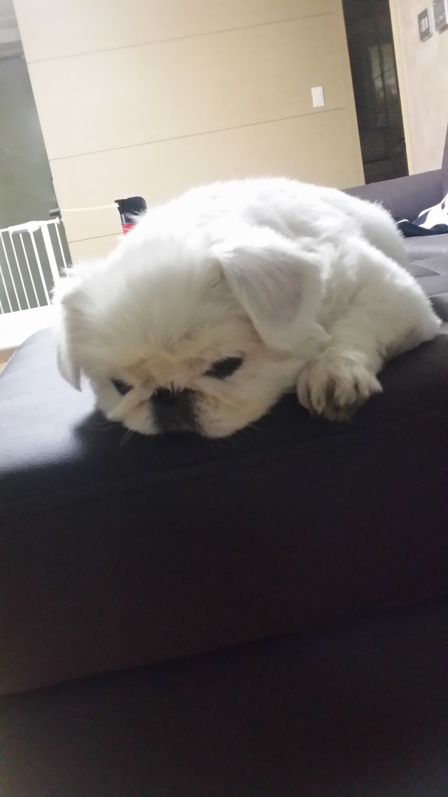 코어디 이미지