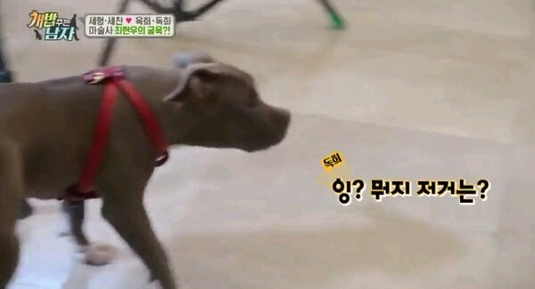 최현우 마술로 동물현혹 | 인스티즈