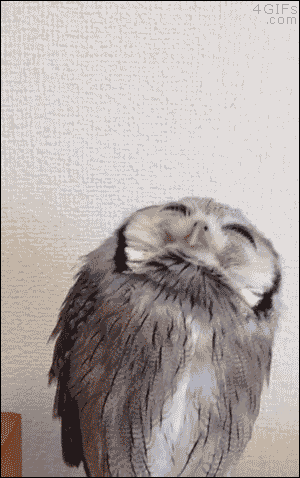 애완부엉이 .GIF | 인스티즈