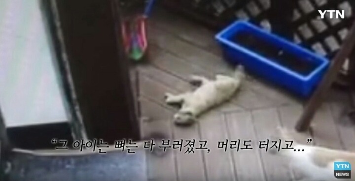 분노주의)웃는 얼굴로 새끼 고양이 내던지고 도망간 미친넘 | 인스티즈