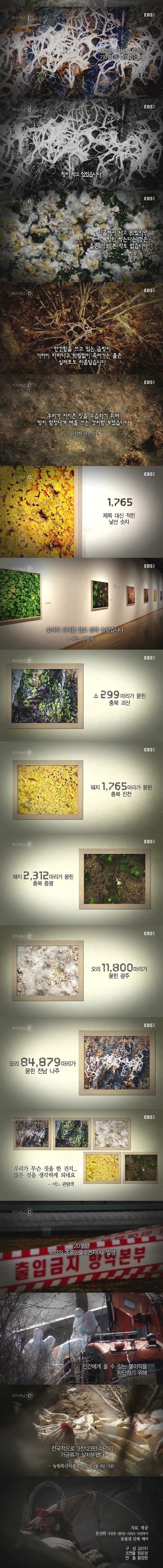 단기간에 가장 많은 동물을 산채로 땅에 묻은 나라 일듯 | 인스티즈