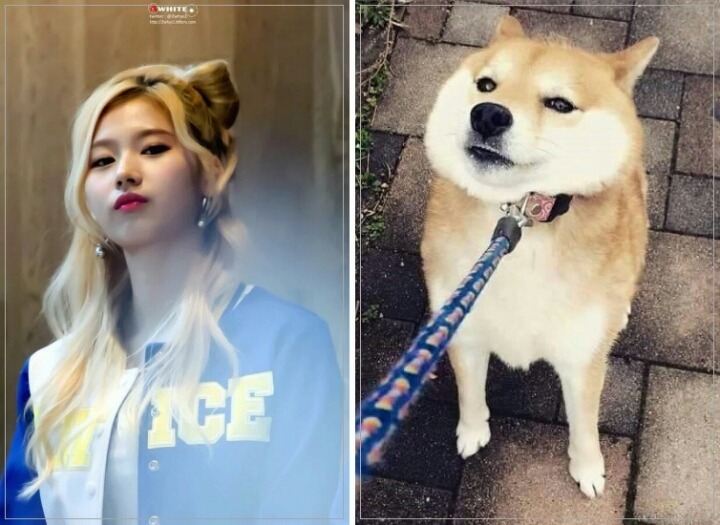 트와이스 사나 | 인스티즈