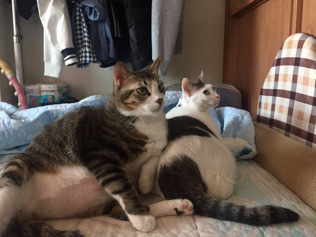 울집 냥이들사진 올려봅니다(데이터 주의) | 인스티즈