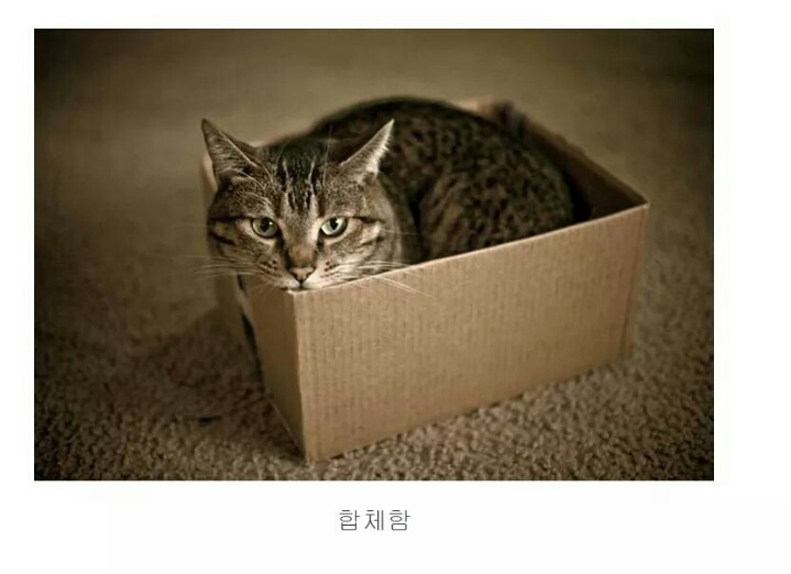 숨길수없는 고양이과의 본능 | 인스티즈
