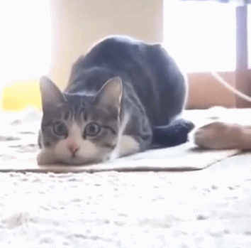 고양이.gif | 인스티즈