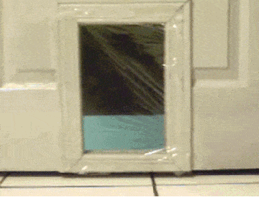 농락 당하는 동물들.gif | 인스티즈