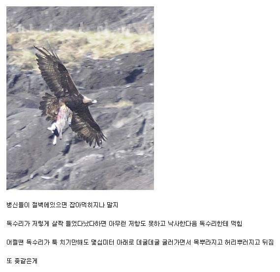 바보 같은 동물 | 인스티즈