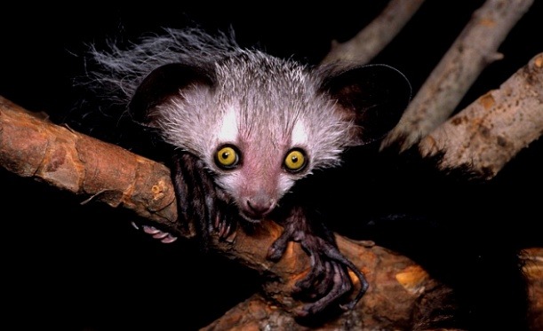 당신이 처음 봤을 수도 있는 희귀동물들 | 인스티즈