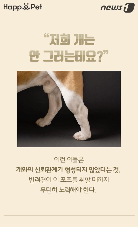 멍멍이가 펑퍼짐한 엉덩이를 들이민다고요? | 인스티즈