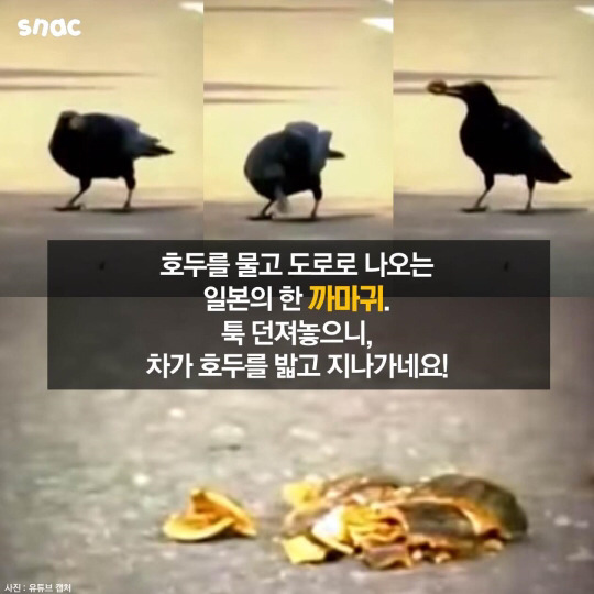 범고래와 까마귀의 지능 | 인스티즈