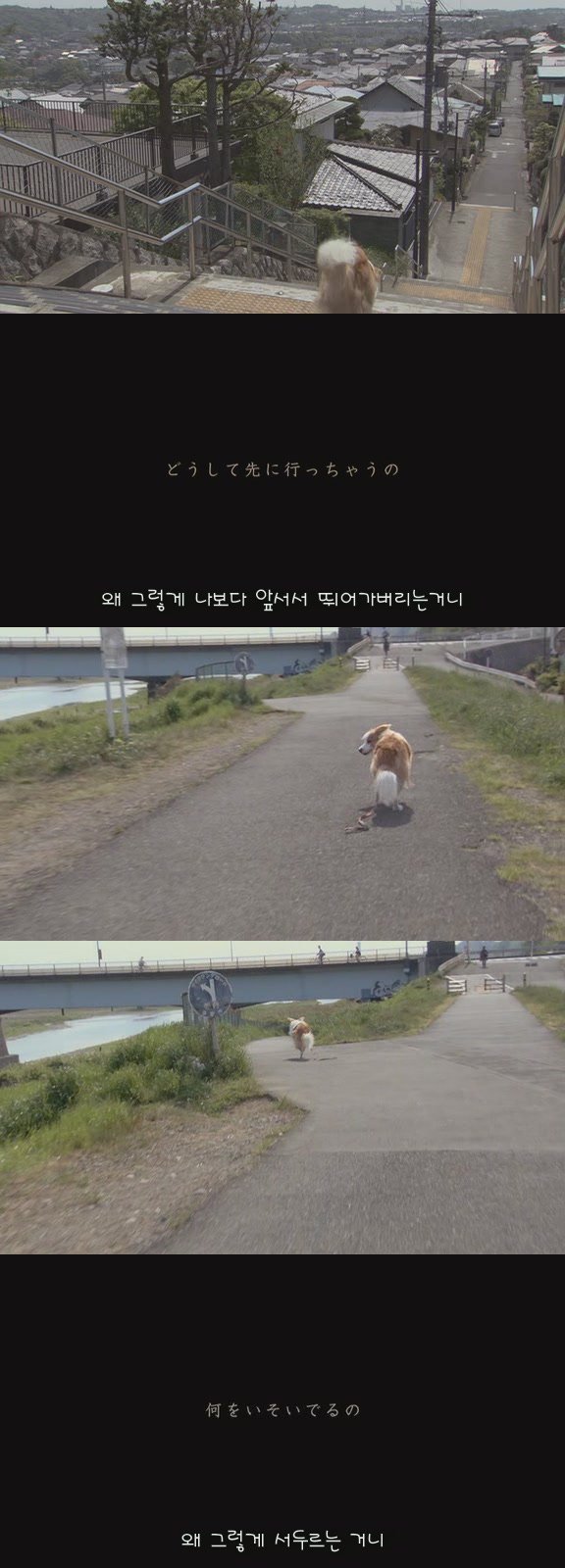 강아지의 삶 | 인스티즈
