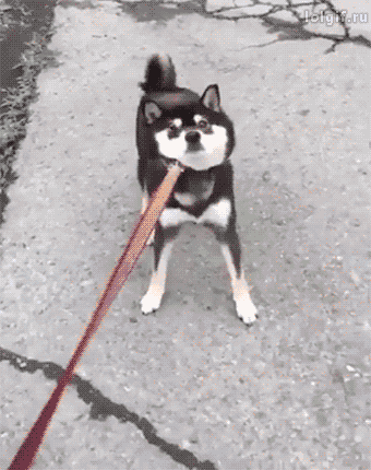 [유머] 이래도???.GIF | 인스티즈