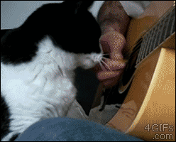 이상한거 하지말고 날 쓰다듬어라.GIF | 인스티즈