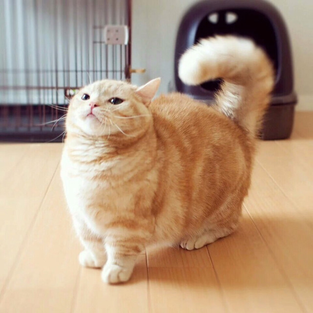나만 없어 고양이 나만... | 인스티즈