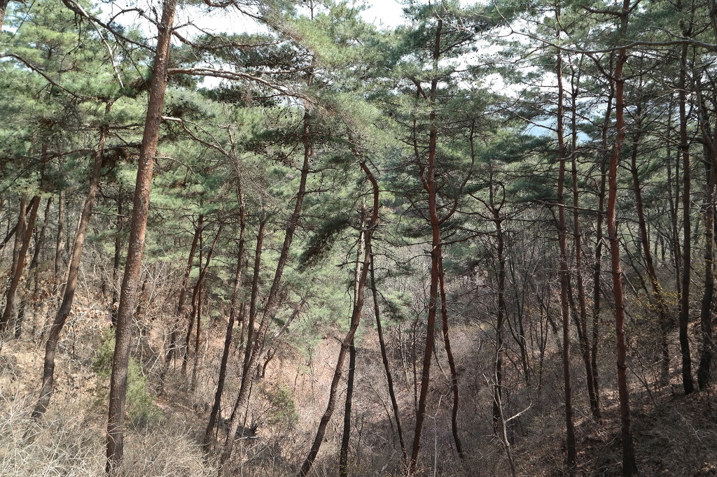 비봉산주유소 이미지