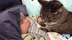 아기와 고양이.gif | 인스티즈