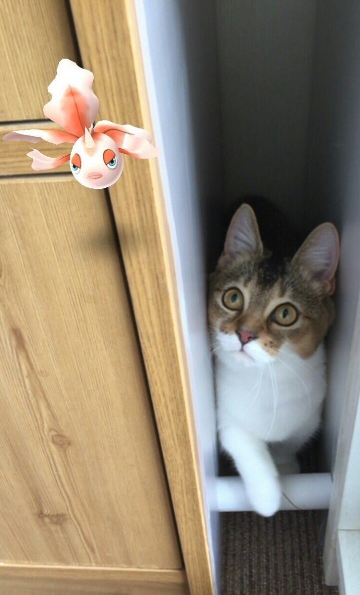 포켓몬이 보이는 냥이.jpg | 인스티즈