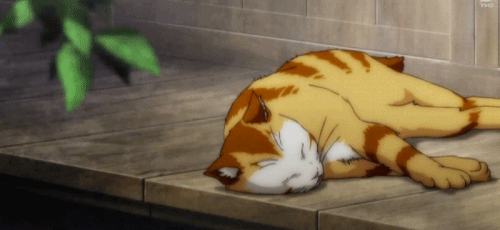 2D 고양이 | 인스티즈