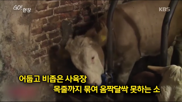 고마움을 표현하는 소.jpg | 인스티즈
