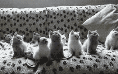 고양이들.gif | 인스티즈