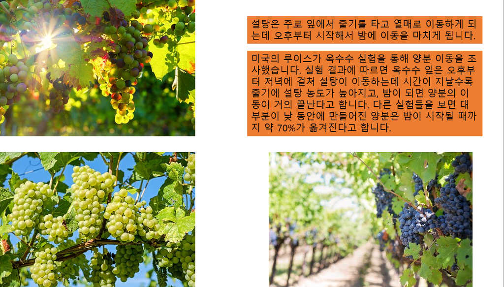 과일나무 이미지