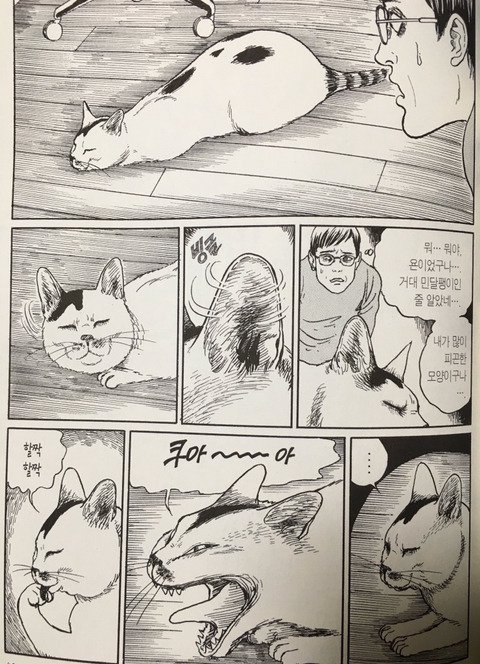 고양이 키워본 자만 이해할 수 있는 이토준치의 고양이 묘사 | 인스티즈