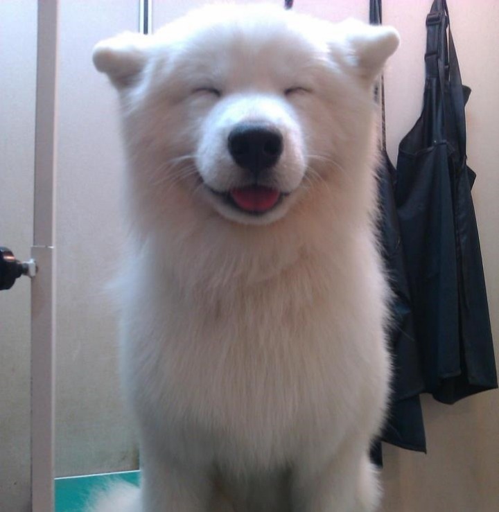 개와 고양이.jpg | 인스티즈