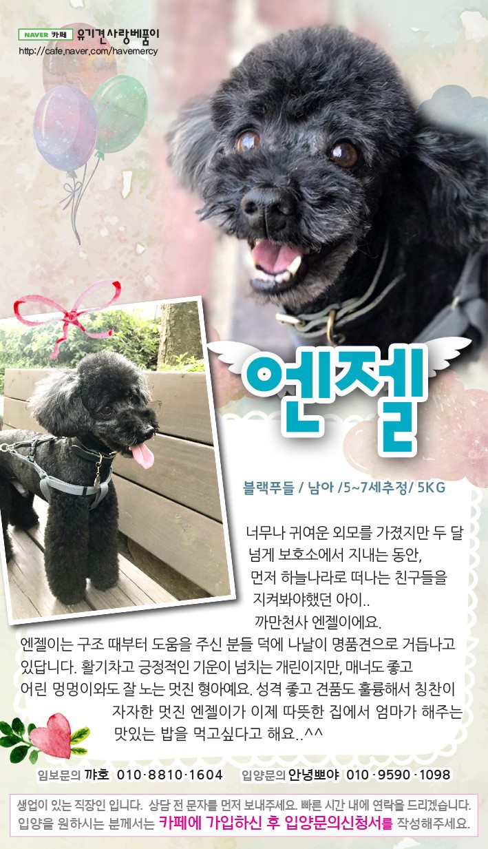 가족을 찾고 있는 중이에요! 다들 저희 한번 보고 가실래요? 유기견이지만 너무 사랑스러운 아이들 좀 뵈줘! | 인스티즈