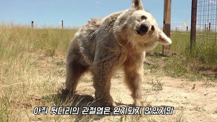 30년간 학대받은 곰 자연으로 돌아간 후 놀라운 변화 | 인스티즈