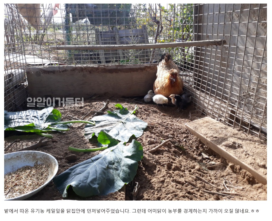 엄마닭 이미지