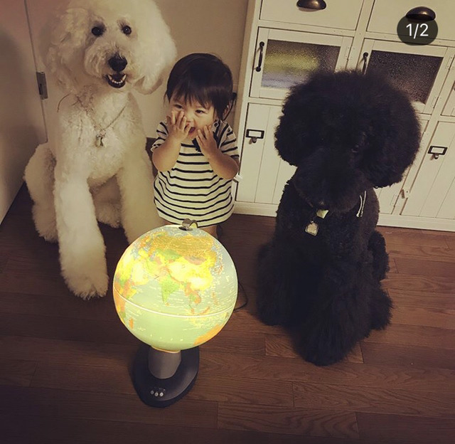 스탠다드 푸들과 1살 아기의 아주 사랑스러운 일상.jpg | 인스티즈