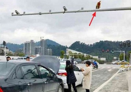 원숭이 엉덩이 빨간불로 착각해 교통사고 낸 여성.jpg | 인스티즈