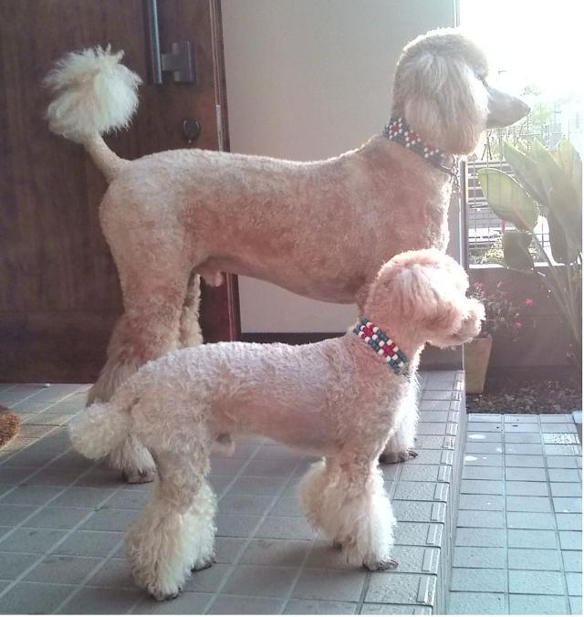소형견 이미지가 강한 강아지 투톱 | 인스티즈