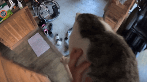 유투버 haha ha님의 지독한 껌딱지가 되어버린 듯한 무.. | 인스티즈