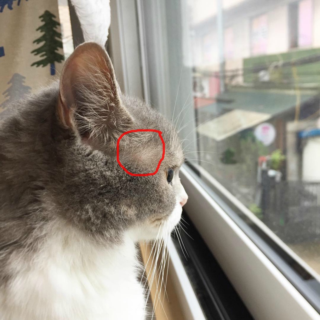 초보집사들 걱정시키는 고양이 특징 | 인스티즈