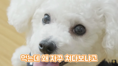 밥먹을때 강아지가 쳐다보는 이유 | 인스티즈